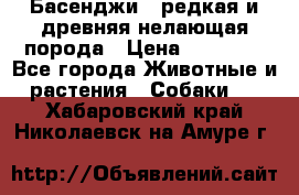 Басенджи - редкая и древняя нелающая порода › Цена ­ 50 000 - Все города Животные и растения » Собаки   . Хабаровский край,Николаевск-на-Амуре г.